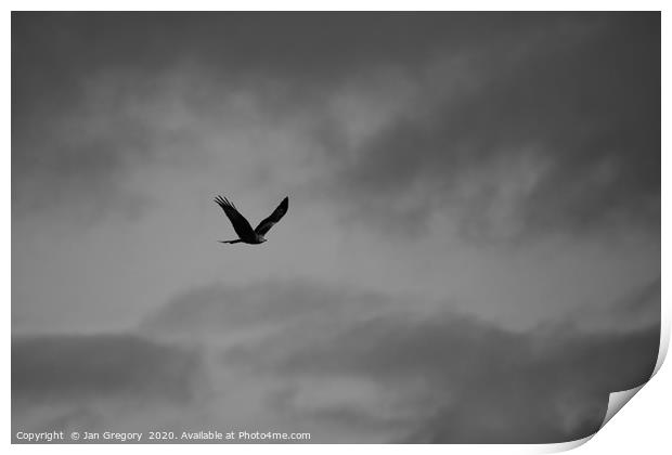 Monochrome Red Kite Print by Jan Gregory