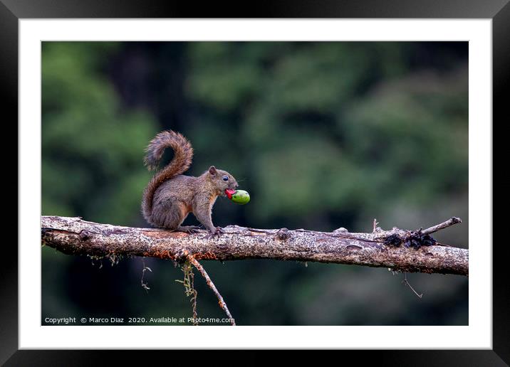 Red-Tailed Squirrel Framed Mounted Print by Marco Diaz