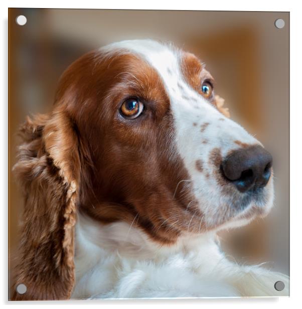 Welsh Springer Spaniel Acrylic by Richard Downs