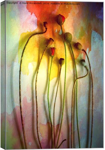 The Poppy Lady                             Canvas Print by David Mccandlish