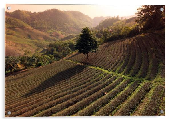 ASIA THAILAND CHIANG RAI MAE SALONG TEA PLANTATION Acrylic by urs flueeler
