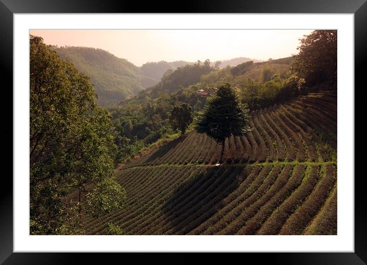 ASIA THAILAND CHIANG RAI MAE SALONG TEA PLANTATION Framed Mounted Print by urs flueeler