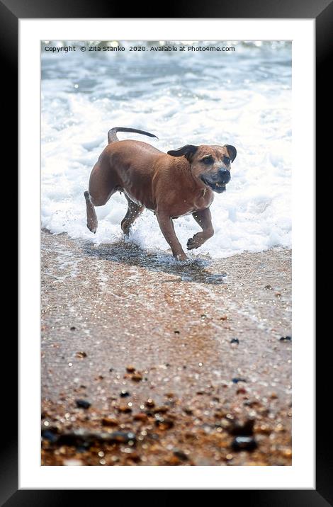 Staffordshire bull terrier at the seaside Framed Mounted Print by Zita Stanko