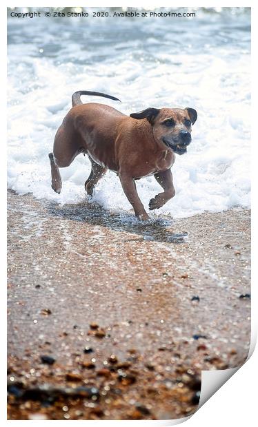 Staffordshire bull terrier at the seaside Print by Zita Stanko