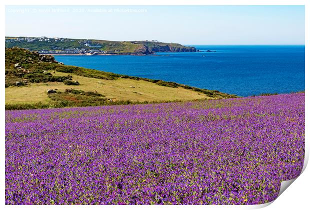 wild flowers in cornwall Print by Kevin Britland