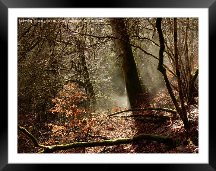 Misty, sunlit woods, Aberfeldy Framed Mounted Print by Iain Sneddon