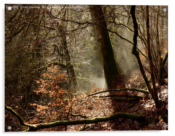 Misty, sunlit woods, Aberfeldy Acrylic by Iain Sneddon