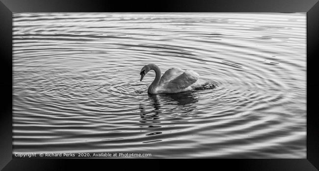 Swan Lake Framed Print by Richard Perks