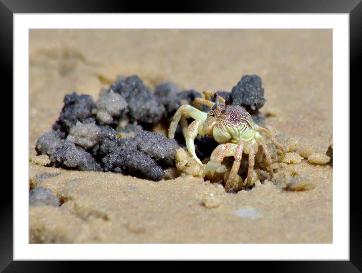 Crab on the Beach Framed Mounted Print by Jeremy Hayden