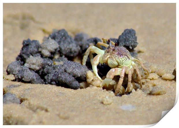 Crab on the Beach Print by Jeremy Hayden