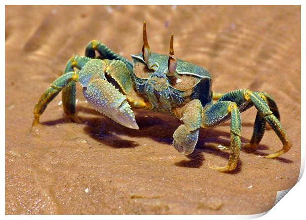 Bazaruto Island Crab Print by Jeremy Hayden