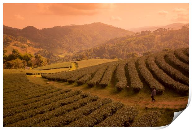 THAILAND CHIANG RAI MAE SALONG TEA PLANTATION Print by urs flueeler
