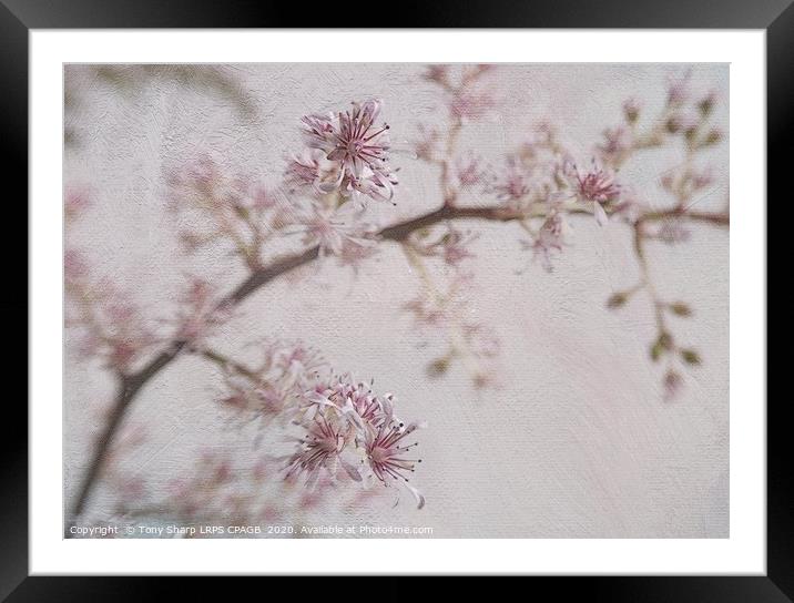 JAPANESE ASTILBE BLOOMS 2 Framed Mounted Print by Tony Sharp LRPS CPAGB