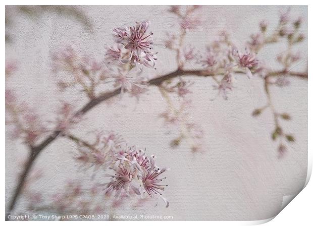 JAPANESE ASTILBE BLOOMS 2 Print by Tony Sharp LRPS CPAGB