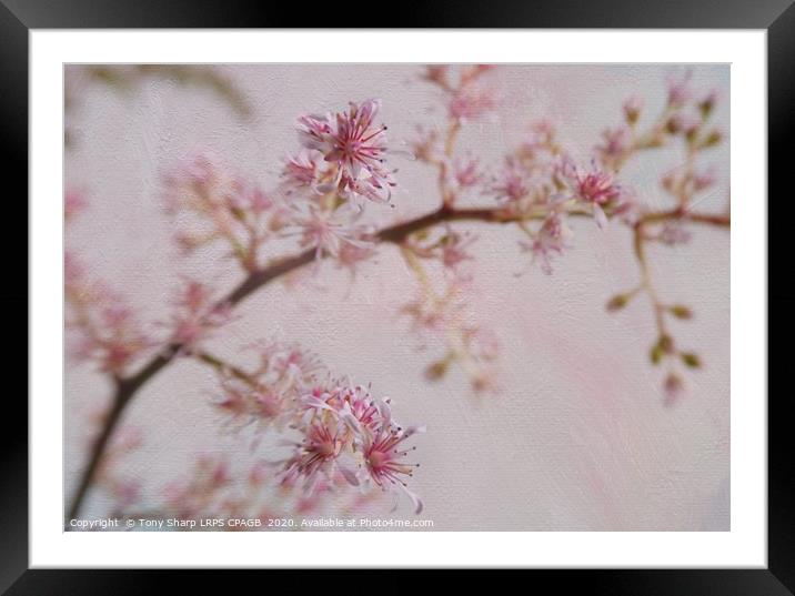 JAPANESE ASTILBE BLOOMS 3 Framed Mounted Print by Tony Sharp LRPS CPAGB
