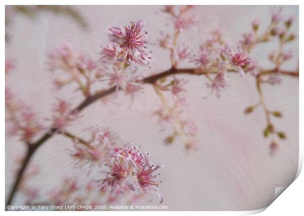 JAPANESE ASTILBE BLOOMS 3 Print by Tony Sharp LRPS CPAGB
