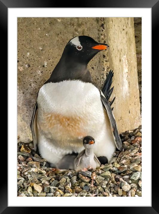 Gentoo Penguin Chick Damoy Point Antarctica Framed Mounted Print by William Perry