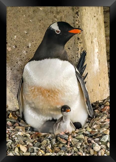 Gentoo Penguin Chick Damoy Point Antarctica Framed Print by William Perry