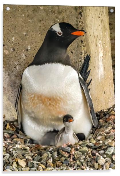 Gentoo Penguin Chick Damoy Point Antarctica Acrylic by William Perry