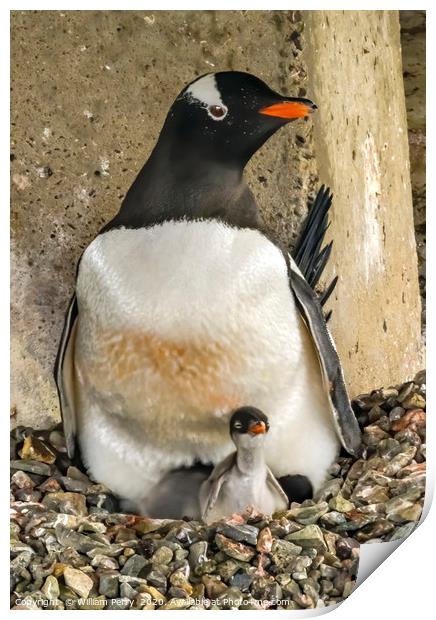 Gentoo Penguin Chick Damoy Point Antarctica Print by William Perry