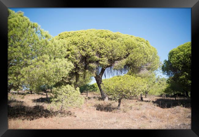 EUROPE PORTUGAL ALGARVE OLHAO QUINTA DE MARIM Framed Print by urs flueeler