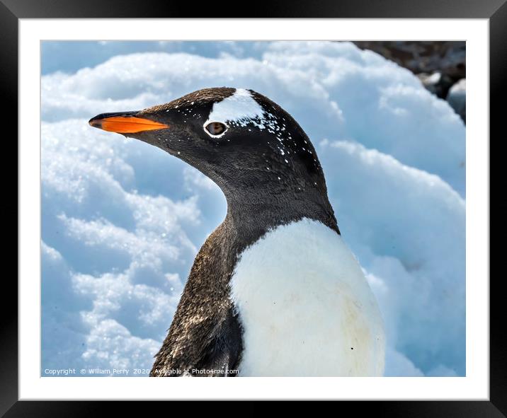 Gentoo Penguin Damoy Point Antarctica Framed Mounted Print by William Perry
