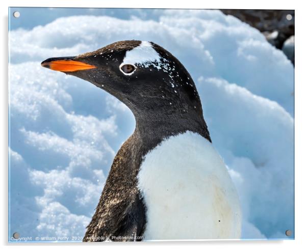 Gentoo Penguin Damoy Point Antarctica Acrylic by William Perry