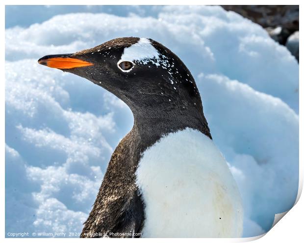 Gentoo Penguin Damoy Point Antarctica Print by William Perry