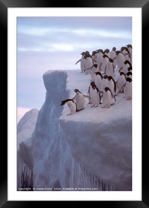 Do I or Don't I - Penguins in the Antartica Framed Mounted Print by maria munn