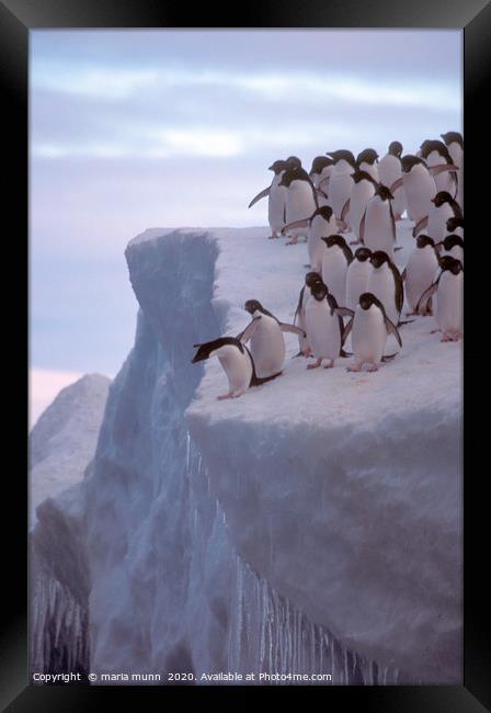 Do I or Don't I - Penguins in the Antartica Framed Print by maria munn