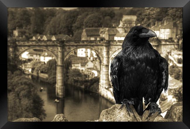 The Raven of Knaresborough Castle Framed Print by Rob Hawkins