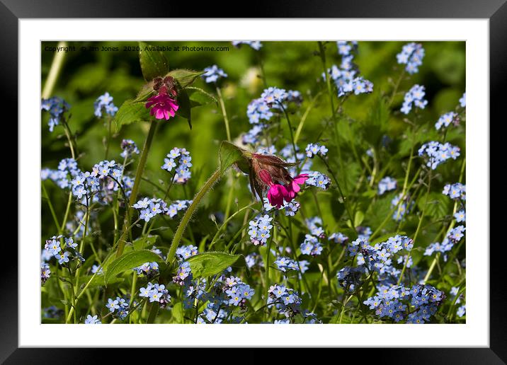 Red Campion and Forget-me-nots Framed Mounted Print by Jim Jones