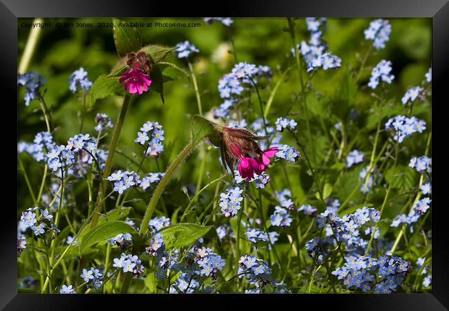 Red Campion and Forget-me-nots Framed Print by Jim Jones
