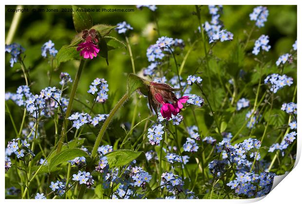 Red Campion and Forget-me-nots Print by Jim Jones