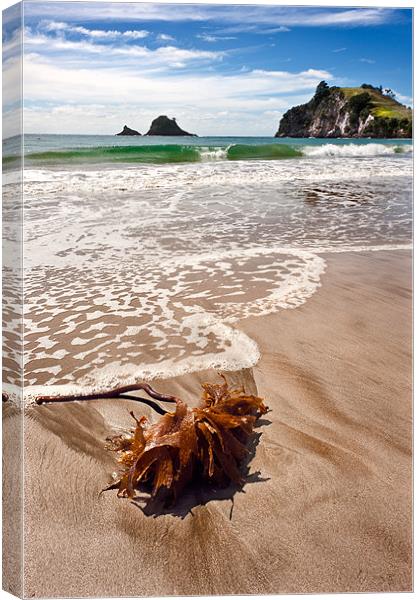 Seaweed on a seashore Canvas Print by Stephen Mole