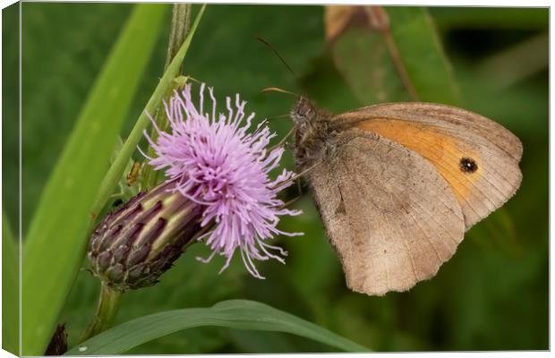 Meadow Brown Butterfly Canvas Print by Jonathan Thirkell