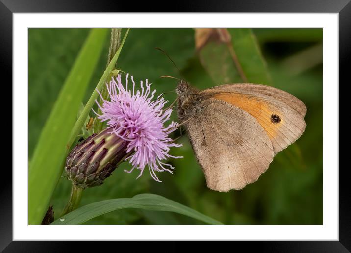 Meadow Brown Butterfly Framed Mounted Print by Jonathan Thirkell