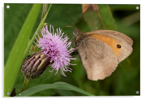 Meadow Brown Butterfly Acrylic by Jonathan Thirkell