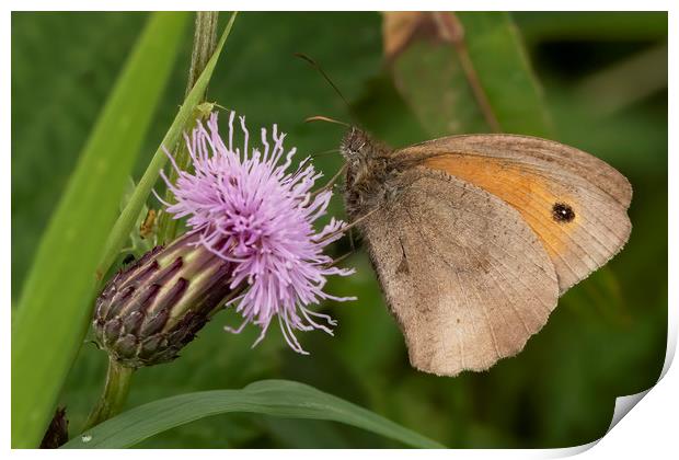 Meadow Brown Butterfly Print by Jonathan Thirkell
