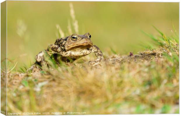 Common Toad Canvas Print by Chris Rabe