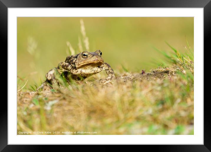 Common Toad Framed Mounted Print by Chris Rabe