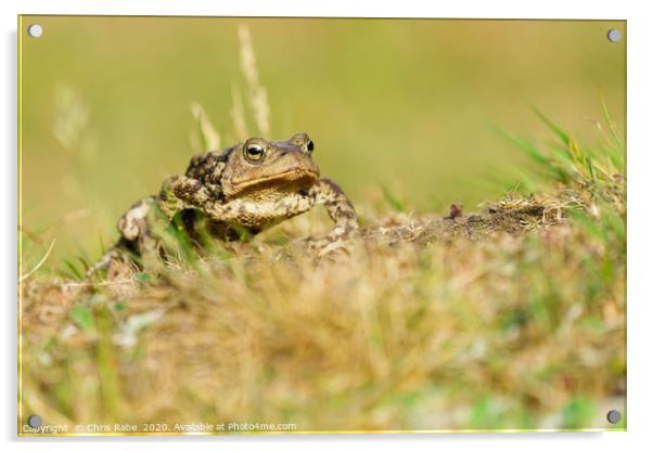 Common Toad Acrylic by Chris Rabe