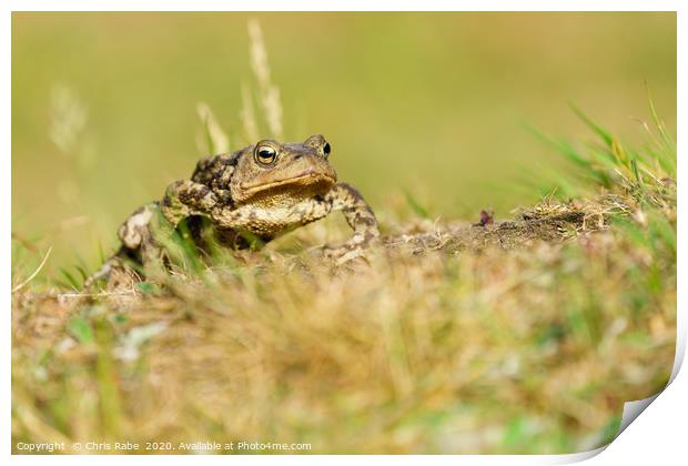 Common Toad Print by Chris Rabe