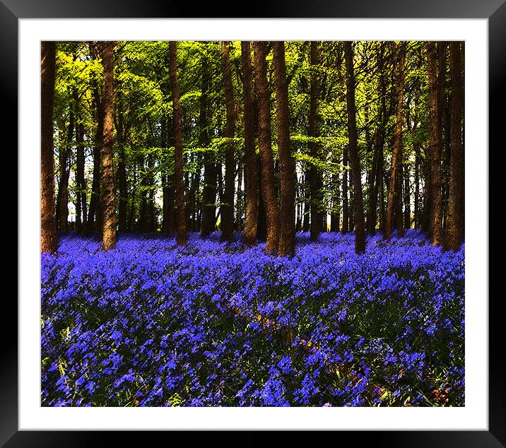 Bluebells in Bloom Framed Mounted Print by Elaine Young