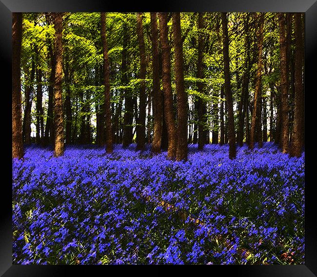 Bluebells in Bloom Framed Print by Elaine Young