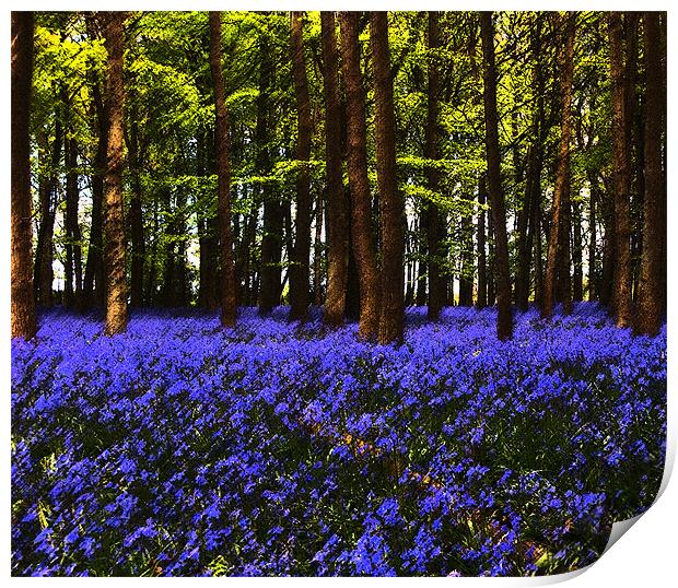 Bluebells in Bloom Print by Elaine Young