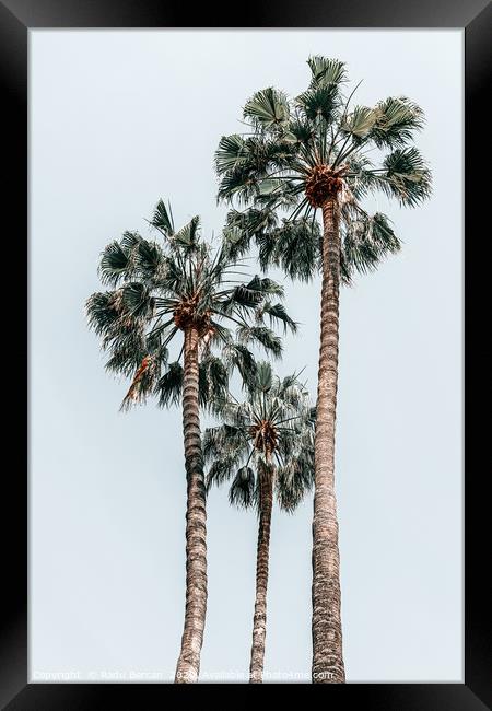 Palm Trees, Miami Summer Vibes, Minimalist Art Framed Print by Radu Bercan