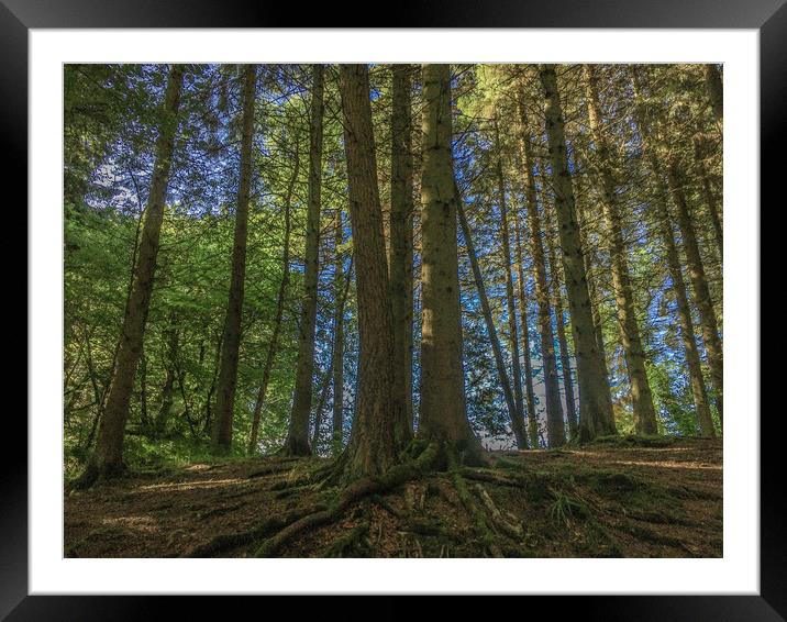 The trees in the frame  Framed Mounted Print by Paddy 