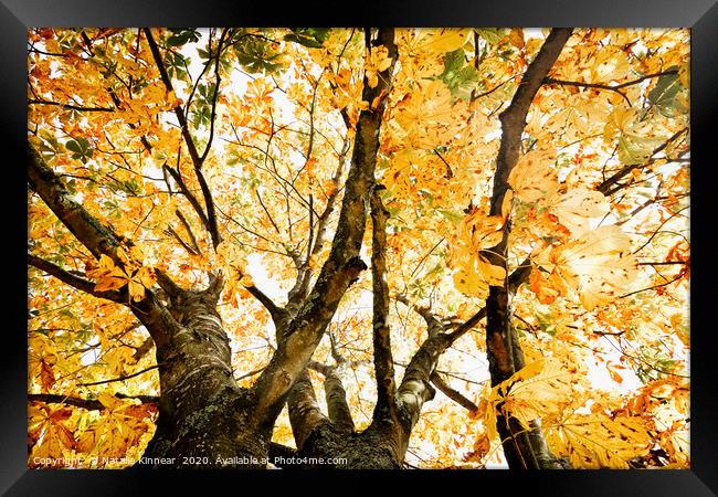 Autumn Trees Abstract Framed Print by Natalie Kinnear