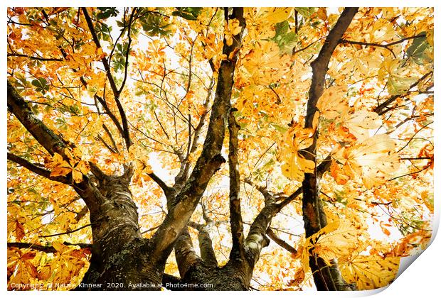 Autumn Trees Abstract Print by Natalie Kinnear